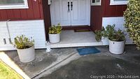 Three white ceramic textured pots with green leafy plants placed outside a doorway on concrete, showing sizes and condition of plants and pots