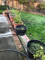 Several plastic and clay planters lined along sidewalk on a brick border, some containing live plants and soil, others with only soil.