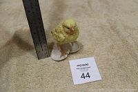 Chick figurine standing beside a ruler showing height approximately 5 inches with broken eggshell pieces.