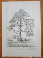 Photo of original ink drawing on watercolor paper featuring detailed tree and signature
