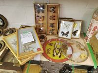 Photo showing a variety of framed butterfly displays in different sizes, insect paperweights, and vintage shell art pictures arranged together on a surface.