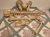 Photo of large collection of faux human bones laid on quilt showing spine with ribs, pelvis, foot bones and other long bones.