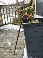 Full view of burl wood walking stick standing upright on wooden deck, showing overall length and shape