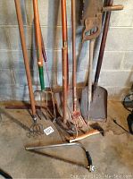 Photo showing assortment of garden tools including spade, pitchforks, cultivators, shovel, and hand scythe leaning against wall in basement setting