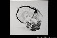 Full view of the unframed black and white turkey print showing detailed feathers and signature.