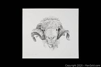 Black and white limited edition print of a ram, showing detailed head and curled horns, signed by the artist.