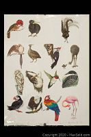 Full front view of original bird illustrations showing multiple species on one heavy poster board dated April 1983 and signed by artist Nancy Eason.