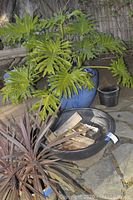 Blue ceramic planter with green tropical plant and surrounding smaller pots and planters visible