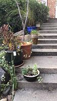 View of multiple ceramic planters with live plants placed along outdoor concrete steps with greenery in the background.