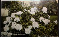 Front of the postcard showing two children behind white flowers with a garden and white picket fence background.