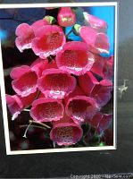 Close-up of framed photograph showing pink foxglove flowers.