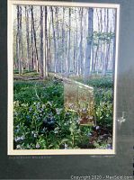 Close-up view of the photograph showing bluebell flowers in a wooded area with tall trees, signed by the artist in the lower right corner and titled in lower left corner.