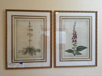 Two framed botanical prints hung on a white wall, showing floral illustrations with gold frames and double matting.