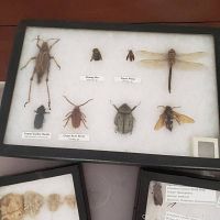 Close-up of one specimen box showing seven pinned insects including giant water beetle, paper wasp, dragonfly, and others with labels and some damage.