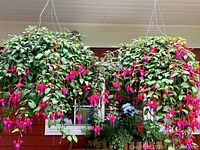 Two large hanging baskets with blooming fuchsia plants full of bright green leaves and pink-purple flowers hanging under a white ceiling