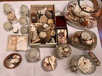 Wide view of collection showing multiple glass jars and boxes containing shells and fossils, including unique orange striped shell