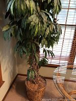 Full view of the large faux artificial tree with green leaves and twisted trunk inside woven basket.