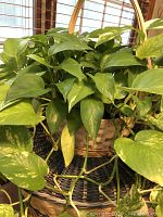 Close-up image of green and yellow variegated pothos leaves growing densely in a wicker basket.