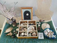 Photo of the entire collection showing box of seashells, framed sand dollar, fan coral, and blue glass dish on green towel