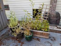 Shows the various ceramic and one wooden outdoor planters gathered together with plants in them. Largest planter is rectangular wooden box approximately 19x5 inches.