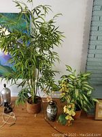 Full view of three faux plants including tall bamboo with basket pot, variegated leafy plant in terracotta pot, and faux orchid in ceramic vase.