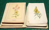 Two stacks of loose botanical prints featuring colored illustrations of pink and yellow flowering plants on a green cutting mat.