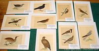 Ten original hand-tinted bird prints laid out on table showing variety of birds.