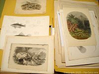 Stack of antique animal prints showing both color and black and white prints, including a color print of snakes and a black and white seascape print with ships.