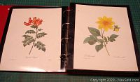 Open binder showing two different botanical prints of flowers with Latin names.