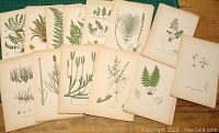 Twelve original fern prints fanned out on wooden table