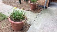 View of large plastic flower pot with day lilies and matching saucer on ground outdoors near concrete path.