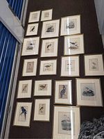 Arrangement of multiple framed bird prints displayed on wall