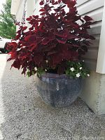 Photo showing entire blue-gray clay planter with large live Coleus plant with deep red-purple leaves, positioned outside against wall.