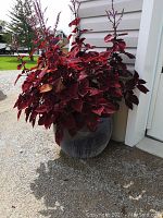 Full view of large round clayware planter filled with dense Coleus plant with red and burgundy leaves outside against siding
