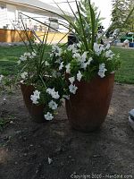 View of both clayware planters with live white flowers and green leafy plants outdoors on dirt ground.