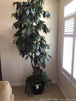 Full height view of the 8 ft artificial tree near the corner of the room, showing leaves and branches.