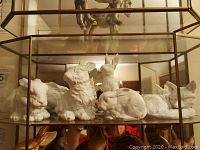 Front view showing four rabbit figurines and partial view of fox figurine on glass shelf.