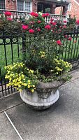 Full front view of planter on sidewalk with flowering plants
