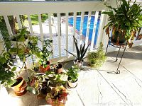 Photo showing multiple potted house plants arranged on porch floor near white railing, some on black metal plant stands, bright outdoor daylight with pool in background.