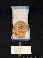 Ammonite fossil in presentation box, top-down view