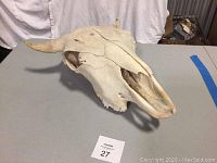 Front-side view of the bull skull with horns visible, placed on a grey table with a white cloth background.