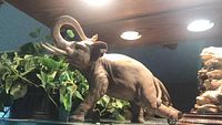 Elephant figurine with trunk raised, displayed on shelf with greenery.