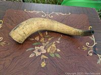 Long curved steer horn resting on a decorative wooden surface, showing its length and natural color.
