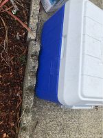 Blue and white Coleman cooler positioned on concrete ground near some mulch and garden edging, showing side and bottom half with part handle visible.