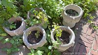 Six outdoor cement planters filled with soil, surrounded by plants and placed on ground with dirt and bricks.