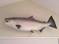 Full side view of the silver fish wall mount showing overall shape and size