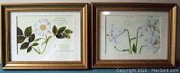 Two botanical flower prints in gold frames displayed side by side on a blue surface.