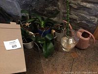Five succulent plants in pots grouped on the floor against a stone wall with a pink plastic watering can and a glass vase of bamboo, partially visible cardboard box.