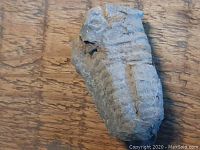 Close-up image showing the trilobite fossil on a wooden surface with detailed body segmentation visible.
