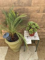 Wide view showing the medium palm frond in green pot with a solar garden light, small floral tiled table, and succulent plant on the table.